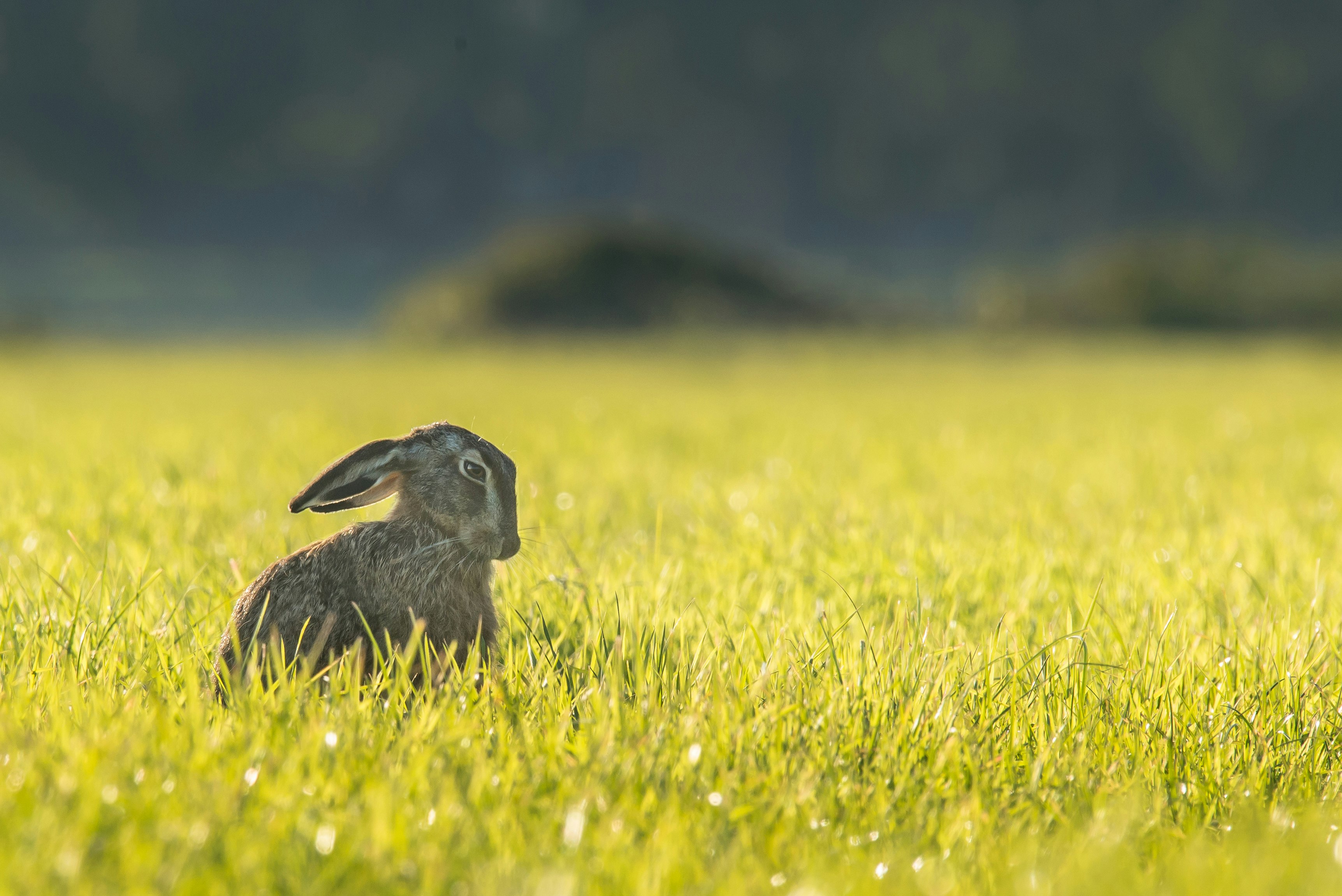 gray rabbit on grass